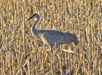 Sandhill Crane